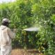agricultores-preparan-lograr-sostenible-plaguicidas